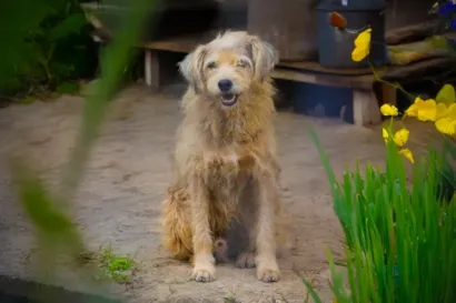 Sultão, o cão que viveu 4 mil dias em abrigo, ganha lar definitivo