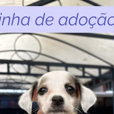 Feirinha de Adoção Patinhas Carentes Joinville