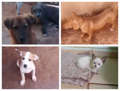 Feira de Adoção de Cães e Gatos em Campo Grande