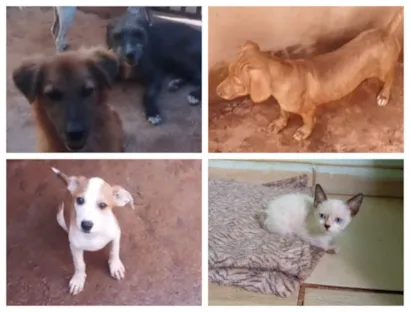 Feira de Adoção de Cães e Gatos em Campo Grande