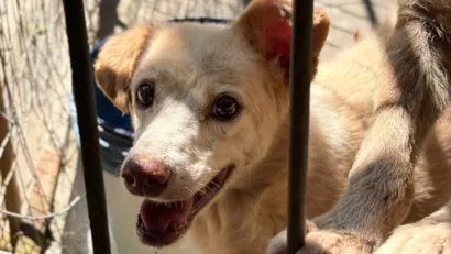 Evento de Adoção de Animais na Leroy Merlin
