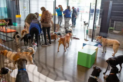 Vitrine Pet - Feira de Adoção Deise Falci