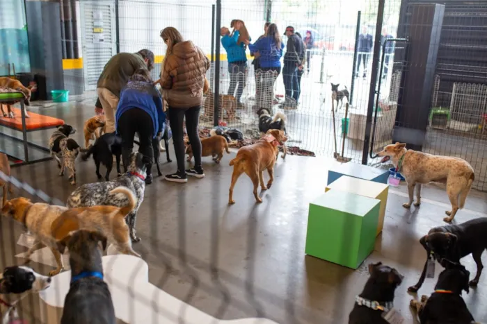 Vitrine Pet - Feira de Adoção Deise Falci