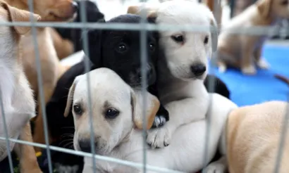 Semana Nacional dos Animais - Feira de Adoção