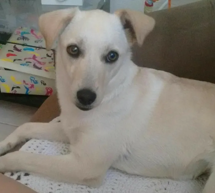 4ª Feira de Adoção de Cães e Gatos