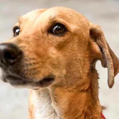 Feira de Adoção Pet no Américas Shopping