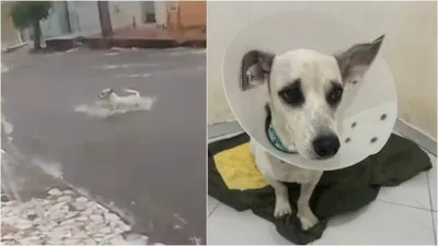 Adoção do Cachorro Epitácio em Juazeiro do Norte