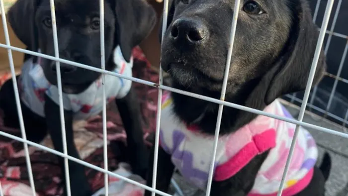 Feira de Adoção Responsável em Laguna