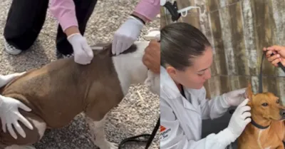 Cães Resgatados em Palhoça Recebem Cuidados e Esperam por Adoção