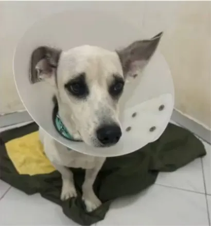 Cão Epitácio em Processo de Adoção