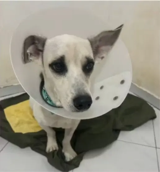 Cão Epitácio em Processo de Adoção