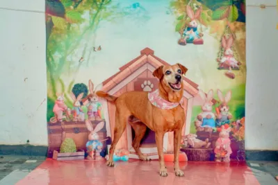 Campanha Urgente de Adoção de Cães em Cachoeiro de Itapemirim