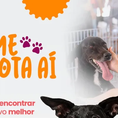 Feira de Adoção Pet “Me Adota Aí”