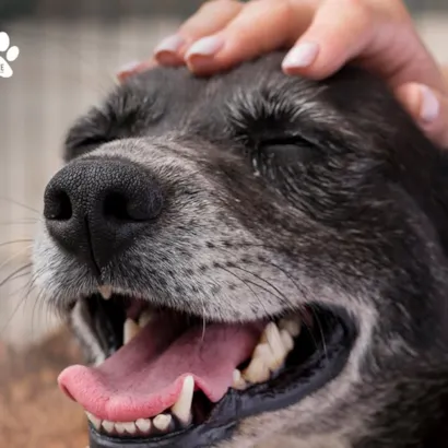 Feira de Adoção PET no Shopping Plaza Rio das Ostras