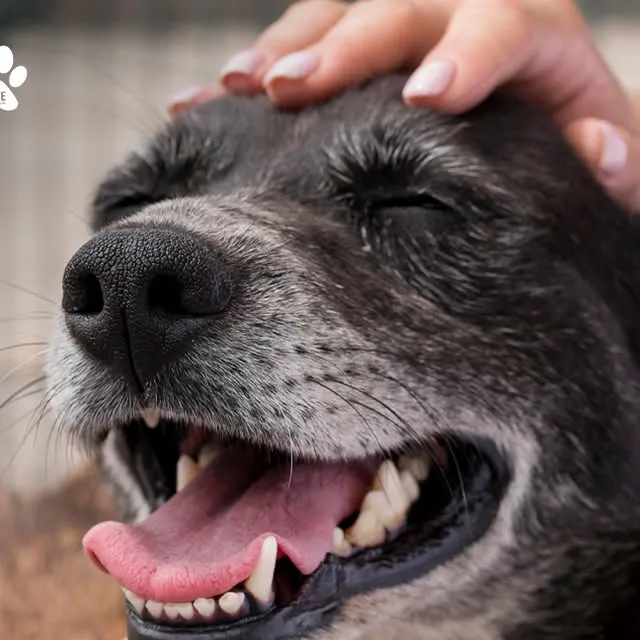 Feira de Adoção PET no Shopping Plaza Rio das Ostras em 15 de março, das 14h às 18h. Encontre seu novo melhor amigo!