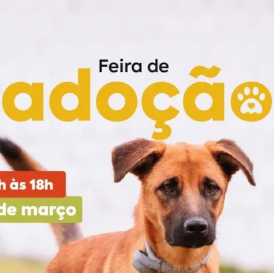 Feira de Adoção de Cães no Shopping Boulevard
