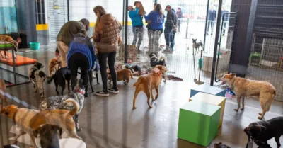 Vitrine Pet: Terceira Edição da Feira de Adoção no Iguatemi Porto Alegre