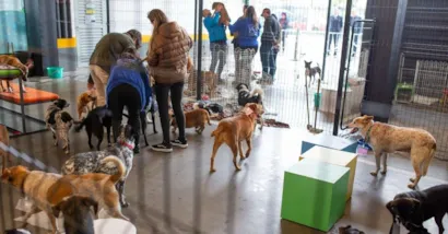 Vitrine Pet: Terceira Edição da Feira de Adoção no Iguatemi Porto Alegre