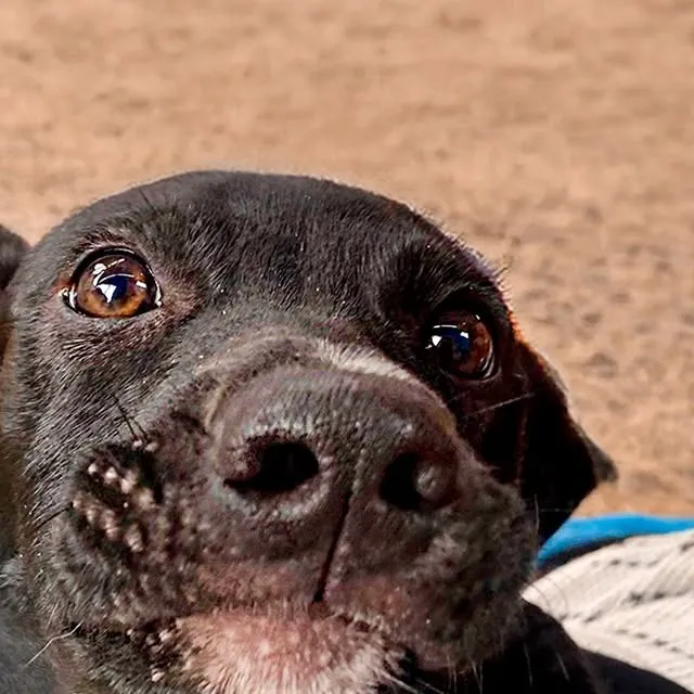 Participe do evento de adoção especial no Golden Square Shopping e encontre seu novo melhor amigo neste sábado, dia 14 de março, das 10h às 17h.