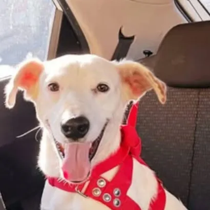 Sugestões de Adoção de Animais