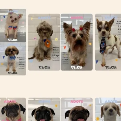 Feira de Adoção de Animais - VICA