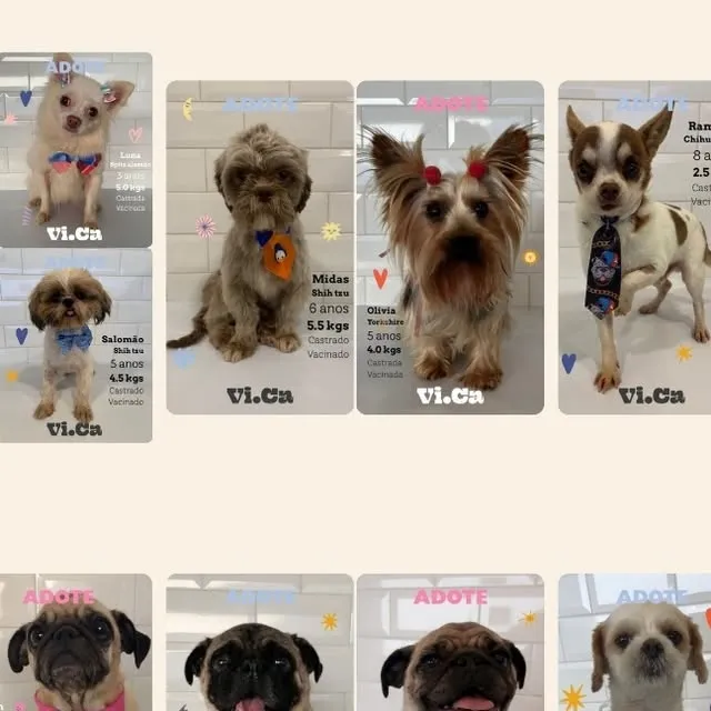 Participe da feira de adoção no VICA e encontre seu novo amigo peludo no dia 10/03/2026.