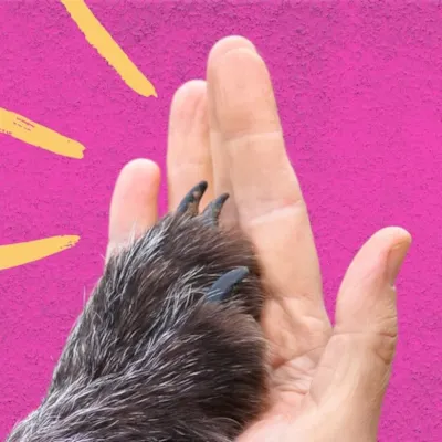 Adoção de Animais: Encontre Seu Melhor Amigo!