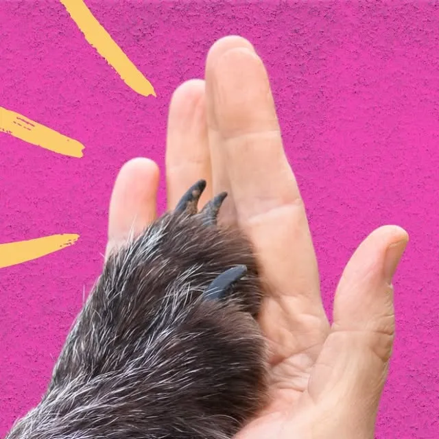 Participe da adoção de animais e encontre seu novo melhor amigo! Venha nos conhecer no dia 21 de março, em Porto Alegre.