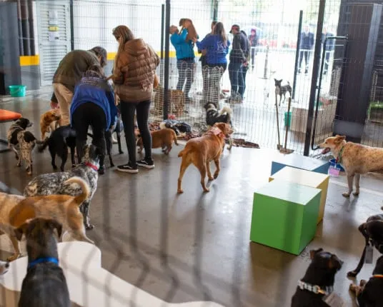 Feira de adoção Vitrine Pet em Porto Alegre neste sábado (14/03/2026), das 14h às 17h, com mais de 100 cães resgatados para adoção. Projeto Vem Adotar.