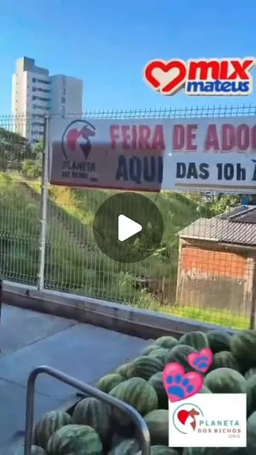 Participe da feira de adoção de animais da ONG Planeta dos Bichos em Ilhéus no sábado (14) e encontre o seu novo melhor amigo!