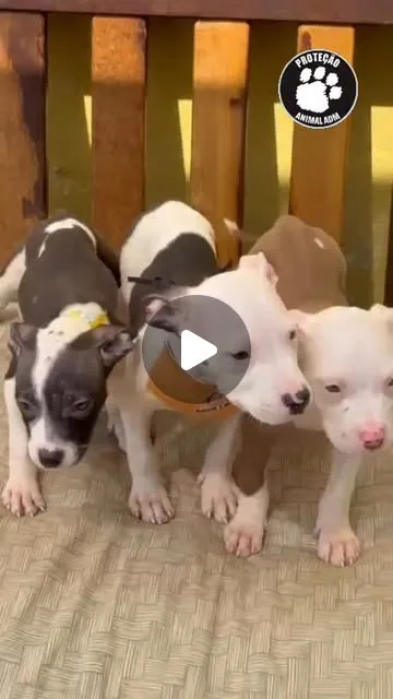 Grande Evento de Adoção do Coração