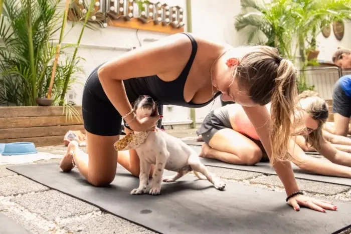 Participe da aula de yoga com filhotes em São Paulo e conheça cães em busca de um lar. Uma experiência única de bem-estar e adoção consciente.