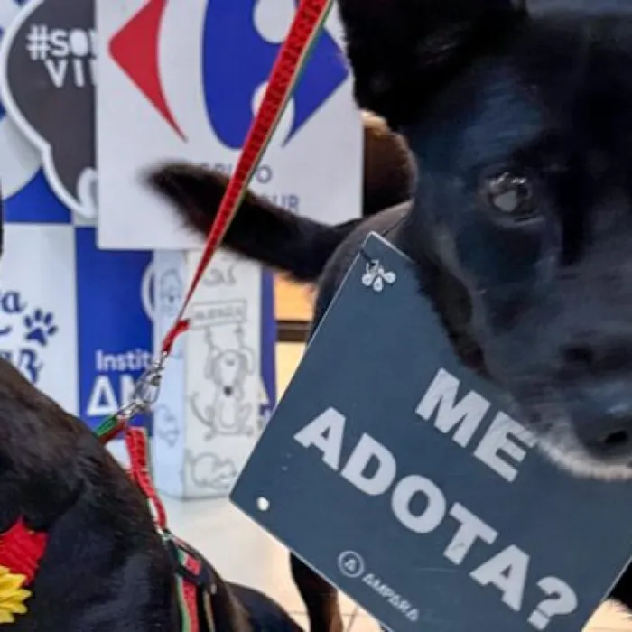 Participe do evento de adoção de pets no Carrefour Contagem em 14/03. Adote um amigo peludo e faça a diferença na vida de um animal!