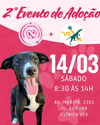 2ª Feira de Adoção de Animais em Toledo