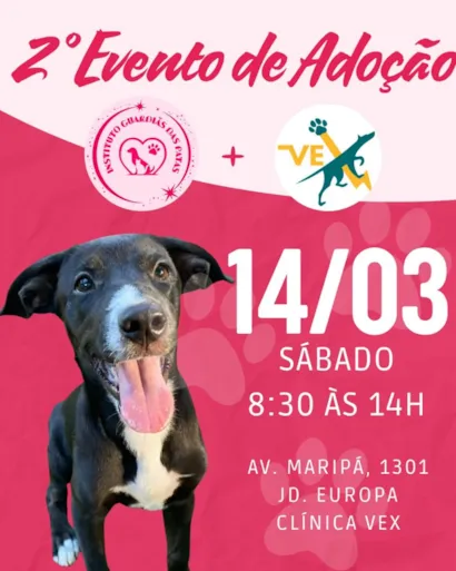 2ª Feira de Adoção de Animais em Toledo