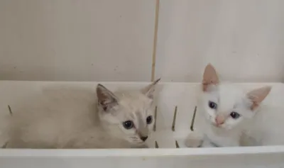 Feira de Adoção de Gatinhos Filhotes da ONG Amicats em Campo Grande