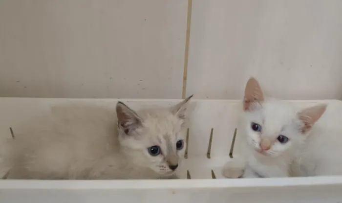 Feira de adoção de gatinhos filhotes da ONG Amicats neste sábado (14/03/2026) na Cobasi em Campo Grande. Adote com responsabilidade e transforme uma vida!