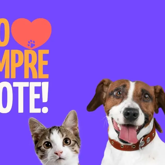 Participe da Feirinha de Adoção Amparo Animal e encontre seu novo melhor amigo! Dia 14/03, das 10h às 16h, em Chapecó.