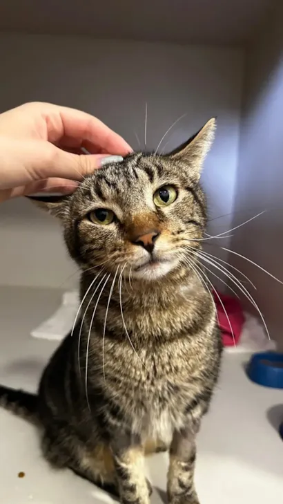 Feira de Adoção de Animais na Praça Ângelo Piazera