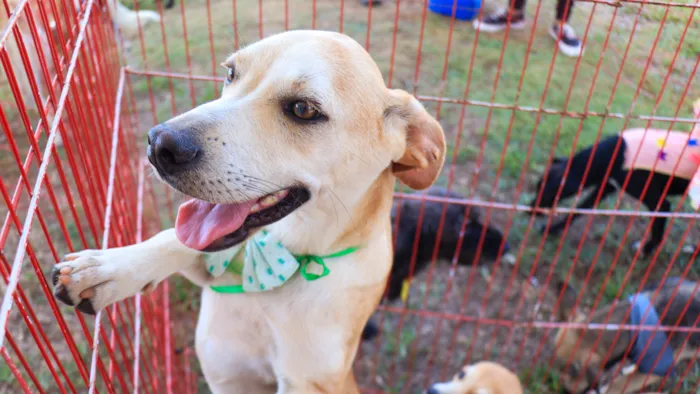 Participe da feira de adoção de cães e gatos em Viana, neste sábado! Todos os animais estão preparados para encontrar novas famílias.