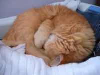 Comportamento Felino: Gato Carente ou Agitado