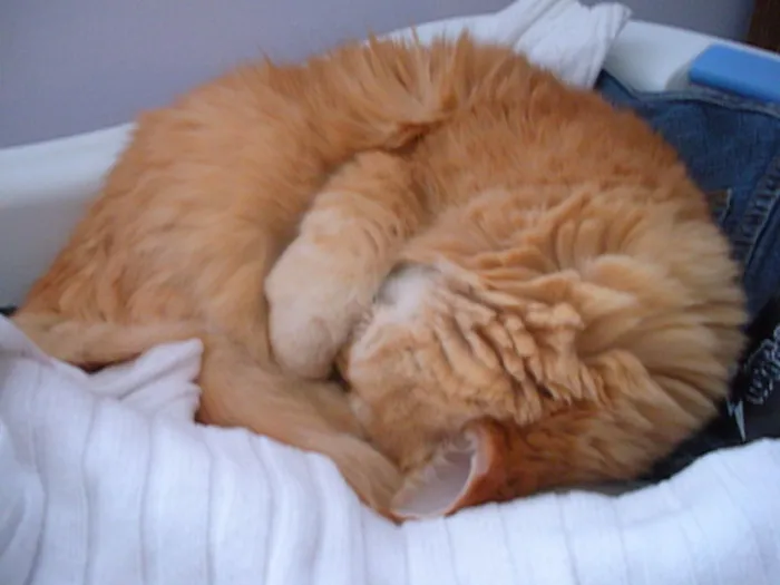 Alterações de Comportamento Felino: Por Que Meu Gato Está Tão Carente ou Agitado?