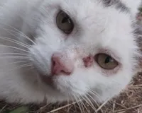 Adoção Tardia: 7 Razões Para Adotar Pet Adulto