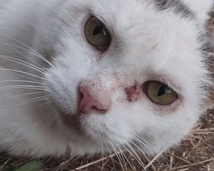 Adoção Tardia: 7 Razões Surpreendentes para Escolher um Cão ou Gato Adulto