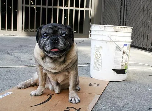 Trânsito e Segurança: Como Viajar de Carro com Seu Cachorro ou Gato Evitando Multas