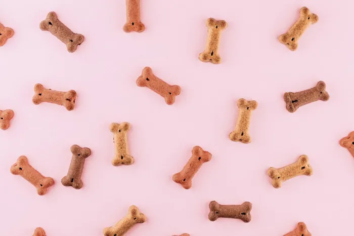 Alimentação Natural para Cães e Gatos: O Protocolo de Transição Passo a Passo