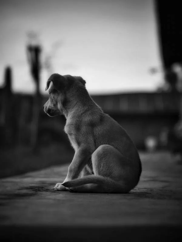 Adoção por Compatibilidade: Como Escolher o Pet Certo para Sua Rotina