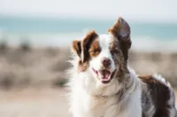 Proteina Hidrolisada: Cura para Alergia Alimentar Pet