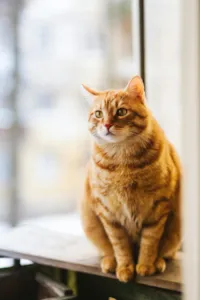 Racao Umida para Gato Idoso: Guia Clinico Completo
