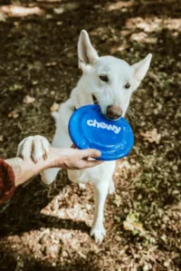Fases do Luto Pet: Entenda e Supere a Perda do Seu Animal